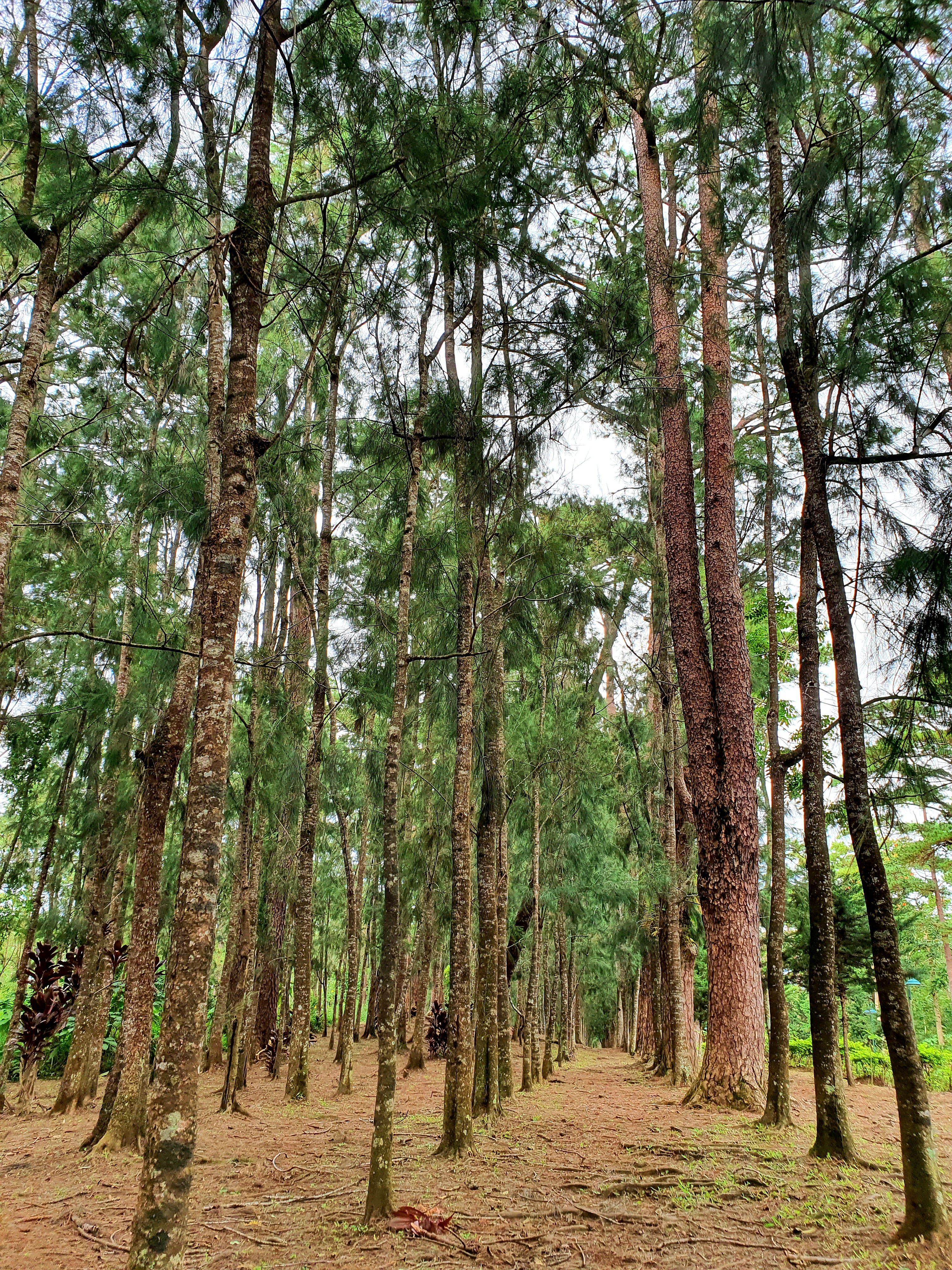 Ang deck ng pagmamasid ng Mines View Park na nakatingin sa mga bundok ng Benguet