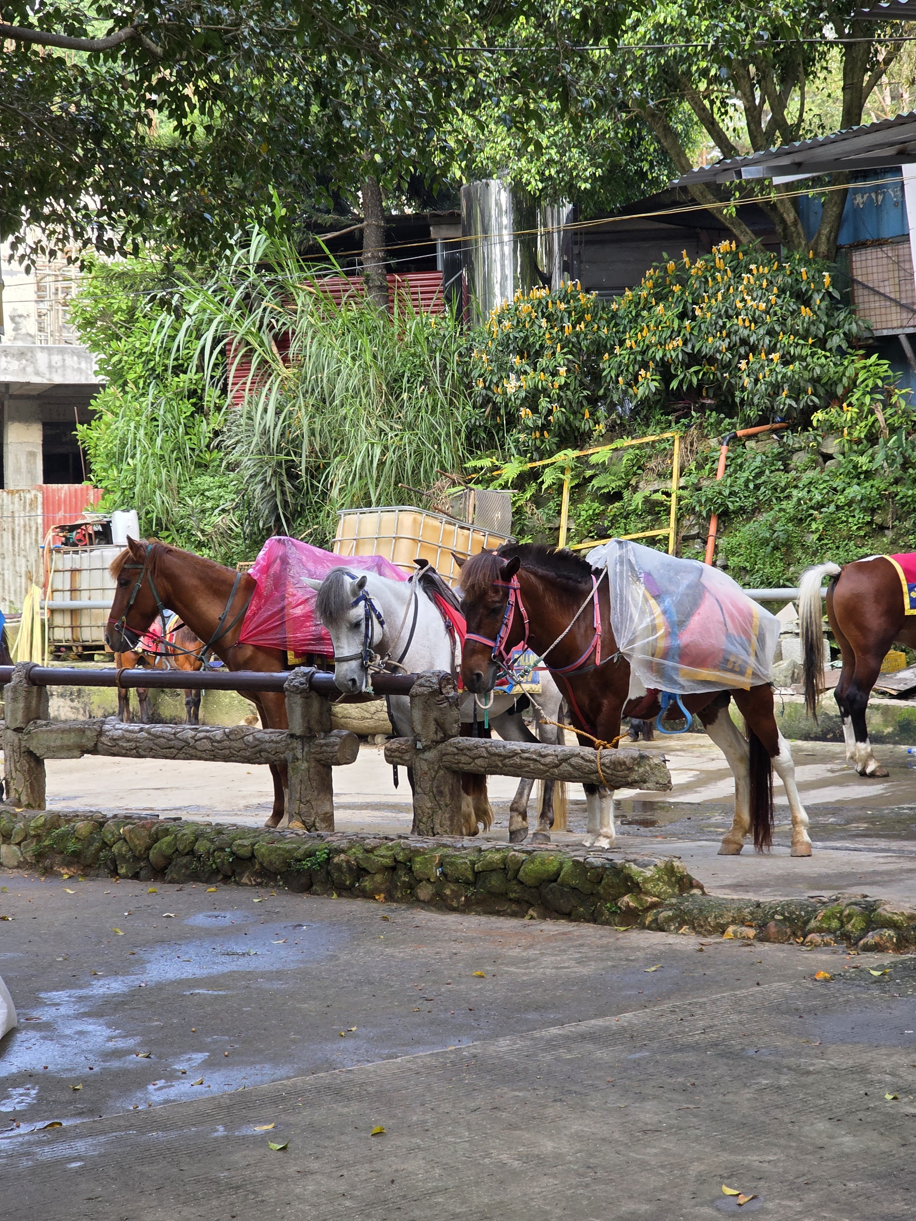 Ang hamog na dumadaloy sa kagubatan ng pino ng Wright Park sa malamig na panahon