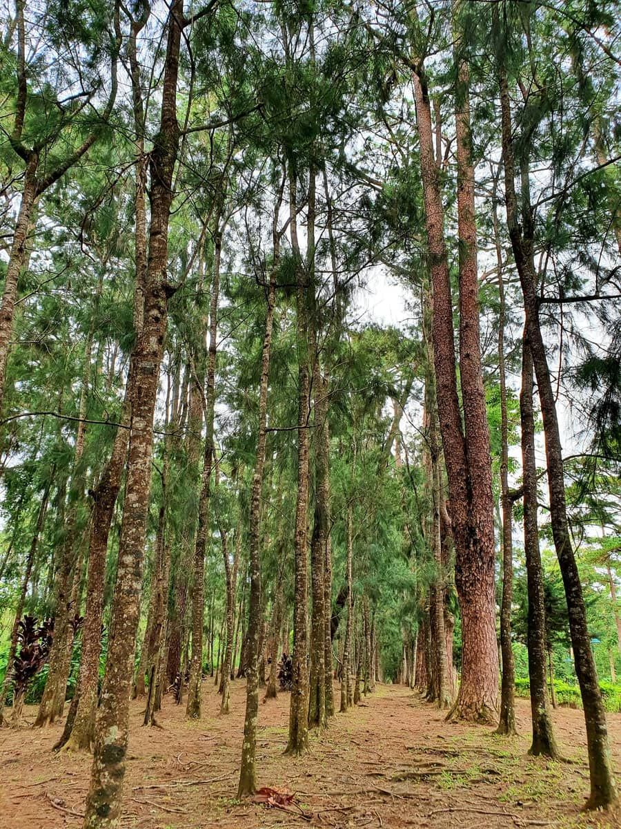 Mines View Park malapit sa Wright Park (Luneta ng mga Pino), Lungsod ng Baguio
